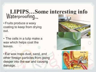 LIPIPS…Some interesting info
• Fruits produce a waxy
coating to keep from drying
out.
• The cells in a tulip make a
wax which helps coat the
leaves.
• Ear wax traps dust, sand, and
other foreign particles from going
deeper into the ear and causing
damage.
 