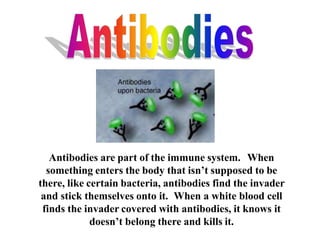 Antibodies are part of the immune system. When
something enters the body that isn’t supposed to be
there, like certain bacteria, antibodies find the invader
and stick themselves onto it. When a white blood cell
finds the invader covered with antibodies, it knows it
doesn’t belong there and kills it.
 