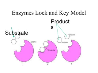 Enzymes Lock and Key Model
Product
s
Substrate
 