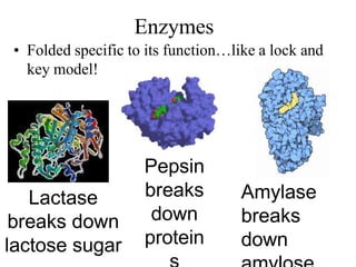 Enzymes
• Folded specific to its function…like a lock and
key model!
Lactase
breaks down
lactose sugar
Pepsin
breaks
down
protein
Amylase
breaks
down
 