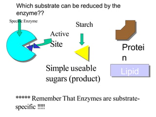 Site
Starch
Active
***** Remember That Enzymes are substrate-
specific !!!!!
Simple useable
sugars (product)
Protei
n
Lipid
Which substrate can be reduced by the
enzyme??
Specific Enzyme
 