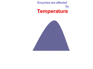 Enzymes are affected
by
:
 