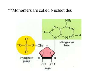 **Monomers are called Nucleotides
 