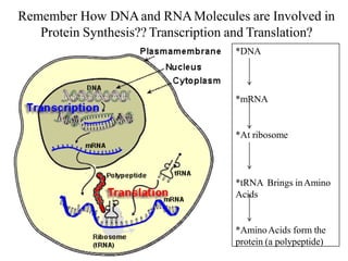 Remember How DNAand RNAMolecules are Involved in
Protein Synthesis?? Transcription and Translation?
*DNA
*mRNA
*At ribosome
*tRNA Brings inAmino
Acids
*AminoAcids form the
protein (a polypeptide)
 