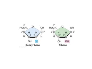 Biomacromolecules and nucleic acids | PPTX