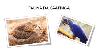 FAUNA DA CAATINGA
 