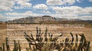 CURIOSIDADES SOBRE A CAATINGA
E, comemora – se no Dia 28/04 o Dia Nacional do Bioma da Caatinga.
A Palavra Caatinga vem da Língua Indígena, e Significa Mata Branca,
sendo esta referência a Vegetação sem Folhas que predomina durante a
Época das Secas, e das Chuvas.
E, a Perda das Folhas da Vegetação da Caatinga, é Estratégica, pois sem as
Folhas, as Plantas reduzem a Superfície de Evaporação quando falta Água,
ficando com aspecto Esbranquiçado e Cinzento.
Cerca de metade desta, já foi deteriorada pela Ação Humana, sendo que
de 15 a 20 % deste estão em Alto Grau de Degradação.
E, na Estação da Seca, a Temperatura do Solo, pode chegar a 60° C, pois
este é Pedregoso.
E, pode ser Dividido em Agreste e Sertão, pois é Quente, e possui pouca
Chuva.
 