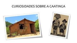 CURIOSIDADES SOBRE A CAATINGA
 