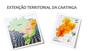EXTENÇÃO TERRITORIAL DA CAATINGA
 