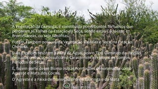 VEGETAÇÃO DA CAATINGA
A Vegetação da Caatinga, é constituída por Arbustos Tortuosos que
perderam as Folhas na Estação da Seca, sendo estas Cactáceas e
Bromeliáceas, ou seja Xerófitas.
Porém, também possui uma Vegetação Rasteira e Seca, na Estação
Chuvosa.
Suas Espécies resistem a Falta de Água, pois o Tipo Climático da Região
de sua ocorrência, possui como Característica Principal os Longos
Períodos de Secas.
E, fazem parte desse Bioma outras Formações denominadas como
Agreste e Mata dos Cocais.
O Agreste é a Faixa de Transição entre a Caatinga e da Mata
 