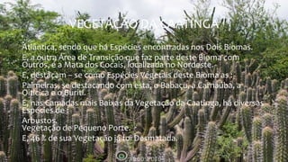 VEGETAÇÃO DA CAATINGA
Atlântica, sendo que há Espécies encontradas nos Dois Biomas.
E, a outra Área de Transição que faz parte deste Bioma com
Outros, é a Mata dos Cocais, localizada no Nordeste.
E, destacam – se como Espécies Vegetais deste Bioma as :
Palmeiras, se destacando com esta, o Babaçu, a Carnaúba, a
Oiticica e o Buriti.
E, nas Camadas mais Baixas da Vegetação da Caatinga, há diversas
Espécies de :
Arbustos.
Vegetação de Pequeno Porte.
E, 46 % de sua Vegetação já foi Desmatada.
 
