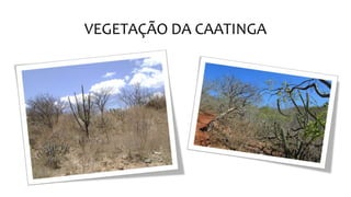 VEGETAÇÃO DA CAATINGA
 