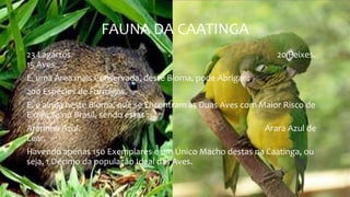 FAUNA DA CAATINGA
23 Lagartos. 20 Peixes.
15 Aves.
E, uma Área mais Conservada, deste Bioma, pode Abrigar :
200 Espécies de Formigas.
E, é ainda neste Bioma, que se Encontram as Duas Aves com Maior Risco de
Extinção no Brasil, sendo estas :
Ararinha Azul. Arara Azul de
Lear.
Havendo apenas 150 Exemplares e um Único Macho destas na Caatinga, ou
seja, 1 Décimo da população Ideal das Aves.
 
