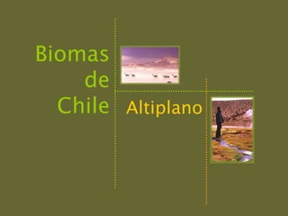 Biomas
    de
  Chile Altiplano
 