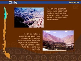 10.- En una quebrada
                               con agua se observa el
                               crecimiento de pastos y
                               arbustos bajos, con total
                               ausencia de vegetación
                               en las laderas.




      11.- En los valles, la
  presencia de agua y una
    temperatura adecuada
permiten que se desarrolle
 vegetación, que contrasta
    con las laderas áridas.
     Parte del terreno está
                  cultivado.
 