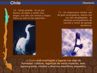 14.- Garza grande. Es un ave
blanca, de patas y cuello muy           15.- Un majestuoso cóndor, ave
largos, sus alas son anchas y largas.   de gran envergadura, planea con
Ubica su nido en los pajonales.                sus alas desplegadas. Se
                                             alimenta principalmente de
                                             carroña y restos de ganado
                                                             doméstico.




            La fauna está restringida a lugares con algo de
        humedad: culebras, lagartijas de varias especies, aves
       (garza grande, cóndor) y diversos mamíferos pequeños.
 