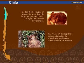 16.- Lauchón orejudo, un
  roedor de unos 5 cm de
 largo, de grandes orejas.
     Sus ojos son también
             muy grandes.




                             17.- Yaca, un marsupial de
                             pequeño tamaño. Es
                             insectívoro, se alimenta
                             principalmente de insectos.
 