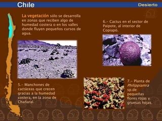La vegetación sólo se desarrolla
  en zonas que reciben algo de       6.- Cactus en el sector de
  humedad costera o en los valles    Paipote, al interior de
  donde fluyen pequeños cursos de    Copiapó.
  agua.




                                                  7.- Planta de
5.- Manchones de                                  Philippiamra
cactáceas que crecen                              sp.de
gracias a la humedad                              pequeñas
costera, en la zona de                            flores rojas y
Chañaral.                                         gruesas hojas.
 