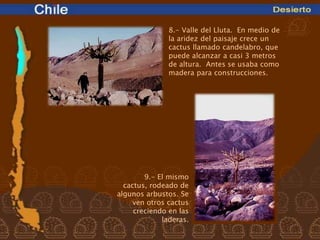 8.- Valle del Lluta. En medio de
               la aridez del paisaje crece un
               cactus llamado candelabro, que
               puede alcanzar a casi 3 metros
               de altura. Antes se usaba como
               madera para construcciones.




        9.- El mismo
  cactus, rodeado de
algunos arbustos. Se
     ven otros cactus
     creciendo en las
             laderas.
 