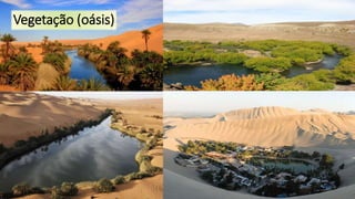 Vegetação (oásis)
 