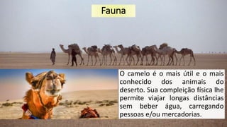 Fauna
O camelo é o mais útil e o mais
conhecido dos animais do
deserto. Sua compleição física lhe
permite viajar longas distâncias
sem beber água, carregando
pessoas e/ou mercadorias.
 