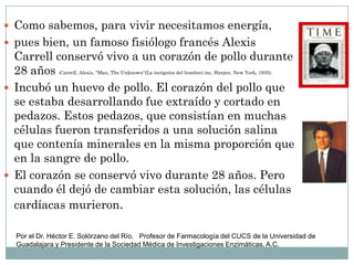  Como sabemos, para vivir necesitamos energía,
 pues bien, un famoso fisiólogo francés Alexis
Carrell conservó vivo a un corazón de pollo durante
28 años (Carrell, Alexis, "Man, The Unknown“(La incógnita del hombre) inc, Harper, New York, 1935).
 Incubó un huevo de pollo. El corazón del pollo que
se estaba desarrollando fue extraído y cortado en
pedazos. Estos pedazos, que consistían en muchas
células fueron transferidos a una solución salina
que contenía minerales en la misma proporción que
en la sangre de pollo.
 El corazón se conservó vivo durante 28 años. Pero
cuando él dejó de cambiar esta solución, las células
cardíacas murieron.
Por el Dr. Héctor E. Solórzano del Río. Profesor de Farmacología del CUCS de la Universidad de
Guadalajara y Presidente de la Sociedad Médica de Investigaciones Enzimáticas, A.C.
 