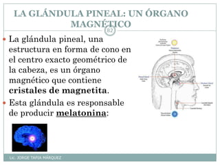 LA GLÁNDULA PINEAL: UN ÓRGANO
MAGNÉTICO
Lic. JORGE TAPIA MÁRQUEZ
82
 La glándula pineal, una
estructura en forma de cono en
el centro exacto geométrico de
la cabeza, es un órgano
magnético que contiene
cristales de magnetita.
 Esta glándula es responsable
de producir melatonina:
 