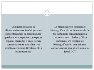 Cualquier cosa que sealimente de éstos, tendrá grandesconcentraciones de mercurio. Deigual manera, especies como pecesespada, tiburones o aves, tienenconcentraciones más altas queaquéllas expuestas directamente aesta sustancia.La magnificación biológica o biomagnificaciónes la tendencia delas sustancias contaminantes a concentrarse en niveles tróficossucesivos. Un ejemplo de biomagnificacióncon nefastas consecuencias para el ser humano fue el DDT