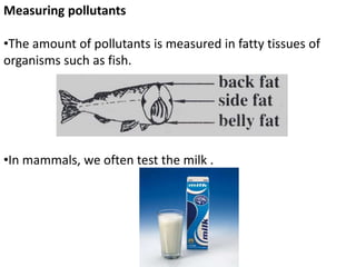 Measuring pollutants
•The amount of pollutants is measured in fatty tissues of
organisms such as fish.
•In mammals, we often test the milk .
 