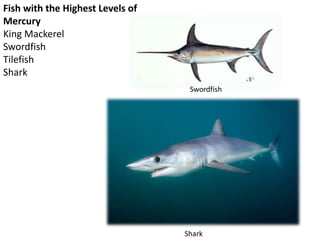 Fish with the Highest Levels of
Mercury
King Mackerel
Swordfish
Tilefish
Shark
Swordfish
Shark
 