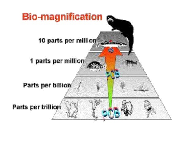ks3 level energy diagram Bioaccumulation Biomagnification and