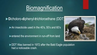 Biomagnification
Dicholoro-diphenyl-trichloroethane (DDT)
An insecticide used in the 40’s, 50’s and 60’s
entered the environment in run-off from land
DDT Was banned in 1972 after the Bald Eagle population
had a noticeable crash.
 