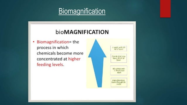 Biomagnification[1] | PPTX | Chemistry | Science