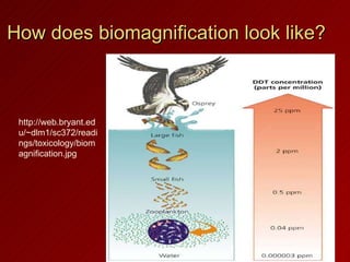 How does biomagnification look like? http://web.bryant.edu/~dlm1/sc372/readings/toxicology/biomagnification.jpg 