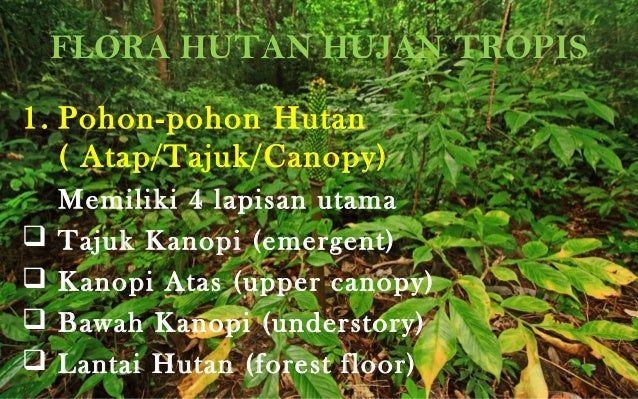 Gambar Sistem Ekologi 21 Kepentingan Hutan Hujan Tropika 