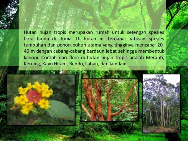 Contoh Ekosistem Hutan Hujan Tropis - Simak Gambar Berikut