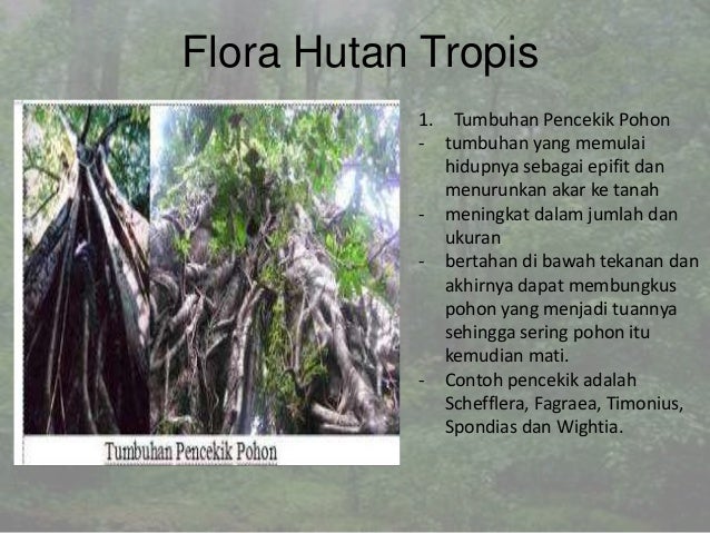 Bioma Hutan Tropis