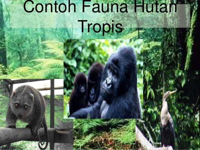 Unduh 740 Koleksi Gambar Fauna Hutan Hujan Tropis  Gratis