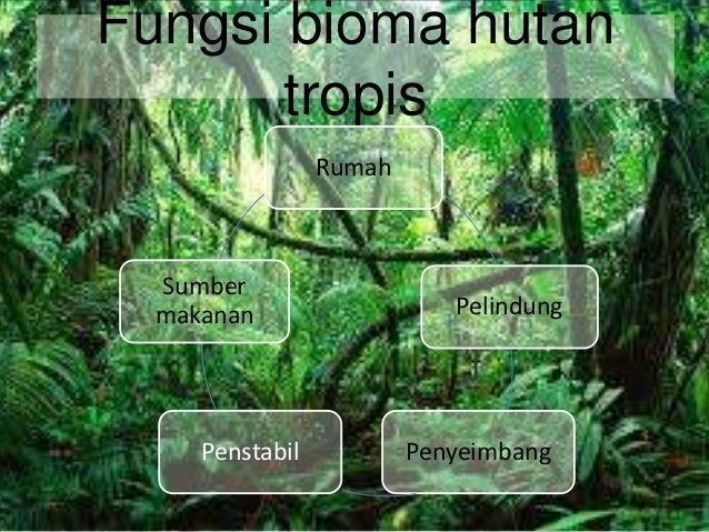 Bioma Hutan Tropis