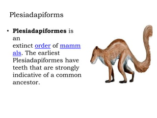 Plesiadapiforms
• Plesiadapiformes is
an
extinct order of mamm
als. The earliest
Plesiadapiformes have
teeth that are strongly
indicative of a common
ancestor.

 