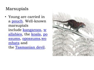 Marsupials
• Young are carried in
a pouch. Well-known
marsupials
include kangaroos, w
allabies, the koala, po
ssums, opossums,wo
mbats and
the Tasmanian devil.

 