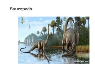 Sauropods

 