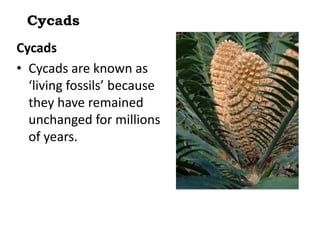 Cycads
Cycads
• Cycads are known as
‘living fossils’ because
they have remained
unchanged for millions
of years.

 