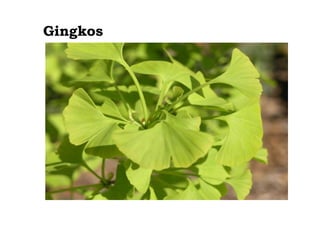 Gingkos

 