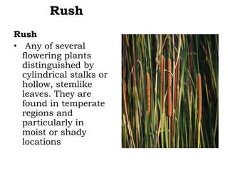 Rush
Rush
• Any of several
flowering plants
distinguished by
cylindrical stalks or
hollow, stemlike
leaves. They are
found in temperate
regions and
particularly in
moist or shady
locations

 