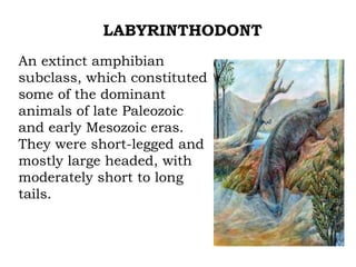 LABYRINTHODONT
An extinct amphibian
subclass, which constituted
some of the dominant
animals of late Paleozoic
and early Mesozoic eras.
They were short-legged and
mostly large headed, with
moderately short to long
tails.

 