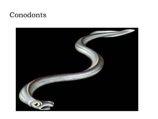 Conodonts

 