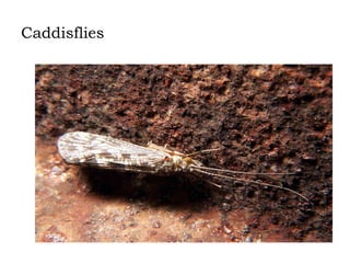 Caddisflies

 