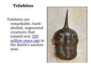 Trilobites
Trilobites are
remarkable, hardshelled, segmented
creatures that
existed over 520
million years ago in
the Earth's ancient
seas.

 