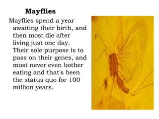 Mayflies
Mayflies spend a year
awaiting their birth, and
then most die after
living just one day.
Their sole purpose is to
pass on their genes, and
most never even bother
eating and that's been
the status quo for 100
million years.

 